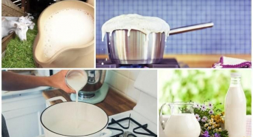 Je nutné a jak dlouho vařit kozí mléko, pravidla skladování produktu